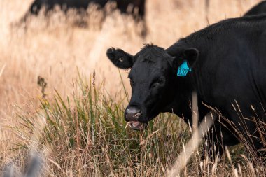 Çiftlikte siyah wagyu sığır eti. Avustralya 'daki güzel sığırlar ot yer, çayırlarda otlarlar. Tarımsal bir çiftlikte yetiştirilen sığır sürüsü. Sürdürülebilir tarım