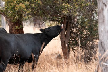 Çiftlikte siyah wagyu sığır eti. Avustralya 'daki güzel sığırlar ot yer, çayırlarda otlarlar. Tarımsal bir çiftlikte yetiştirilen sığır sürüsü. Sürdürülebilir tarım