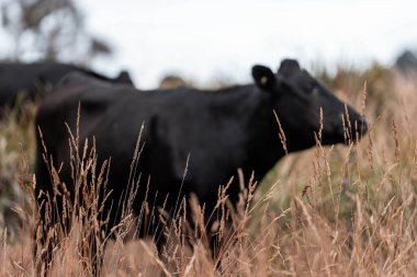 Çiftlikte siyah wagyu sığır eti. Avustralya 'daki güzel sığırlar ot yer, çayırlarda otlarlar. Tarımsal bir çiftlikte yetiştirilen sığır sürüsü. Sürdürülebilir tarım