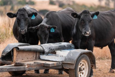 Çiftlikte siyah wagyu sığır eti. Avustralya 'daki güzel sığırlar ot yer, çayırlarda otlarlar. Tarımsal bir çiftlikte yetiştirilen sığır sürüsü. Sürdürülebilir tarım