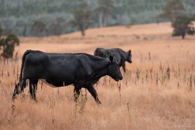 Çiftlikte siyah wagyu sığır eti. Avustralya 'daki güzel sığırlar ot yer, çayırlarda otlarlar. Tarımsal bir çiftlikte yetiştirilen sığır sürüsü. Sürdürülebilir tarım