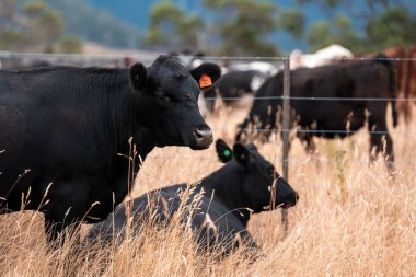 Çiftlikte siyah wagyu sığır eti. Avustralya 'daki güzel sığırlar ot yer, çayırlarda otlarlar. Tarımsal bir çiftlikte yetiştirilen sığır sürüsü. Sürdürülebilir tarım