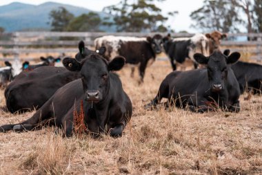 Çiftlikte siyah wagyu sığır eti. Avustralya 'daki güzel sığırlar ot yer, çayırlarda otlarlar. Tarımsal bir çiftlikte yetiştirilen sığır sürüsü. Sürdürülebilir tarım