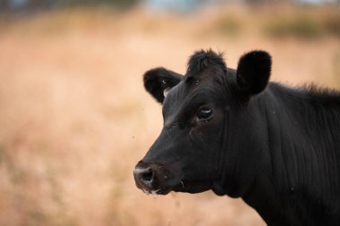 Çiftlikte siyah wagyu sığır eti. Avustralya 'daki güzel sığırlar ot yer, çayırlarda otlarlar. Tarımsal bir çiftlikte yetiştirilen sığır sürüsü. Sürdürülebilir tarım