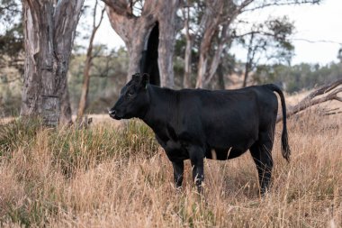 Çiftlikte siyah wagyu sığır eti. Avustralya 'daki güzel sığırlar ot yer, çayırlarda otlarlar. Tarımsal bir çiftlikte yetiştirilen sığır sürüsü. Sürdürülebilir tarım