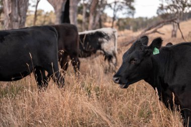 Çiftlikte siyah wagyu sığır eti. Avustralya 'daki güzel sığırlar ot yer, çayırlarda otlarlar. Tarımsal bir çiftlikte yetiştirilen sığır sürüsü. Sürdürülebilir tarım