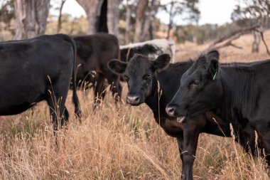 Çiftlikte siyah wagyu sığır eti. Avustralya 'daki güzel sığırlar ot yer, çayırlarda otlarlar. Tarımsal bir çiftlikte yetiştirilen sığır sürüsü. Sürdürülebilir tarım