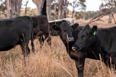 Çiftlikte siyah wagyu sığır eti. Avustralya 'daki güzel sığırlar ot yer, çayırlarda otlarlar. Tarımsal bir çiftlikte yetiştirilen sığır sürüsü. Sürdürülebilir tarım