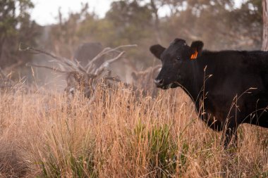 Çiftlikte siyah wagyu sığır eti. Avustralya 'daki güzel sığırlar ot yer, çayırlarda otlarlar. Tarımsal bir çiftlikte yetiştirilen sığır sürüsü. Sürdürülebilir tarım