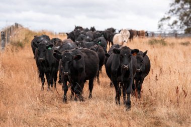 Çiftlikte siyah wagyu sığır eti. Avustralya 'daki güzel sığırlar ot yer, çayırlarda otlarlar. Tarımsal bir çiftlikte yetiştirilen sığır sürüsü. Sürdürülebilir tarım
