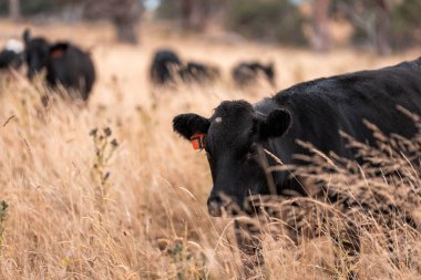 Çiftlikte siyah wagyu sığır eti. Avustralya 'daki güzel sığırlar ot yer, çayırlarda otlarlar. Tarımsal bir çiftlikte yetiştirilen sığır sürüsü. Sürdürülebilir tarım