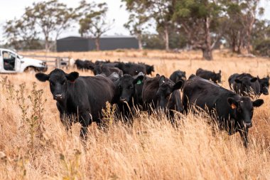 Çiftlikte siyah wagyu sığır eti. Avustralya 'daki güzel sığırlar ot yer, çayırlarda otlarlar. Tarımsal bir çiftlikte yetiştirilen sığır sürüsü. Sürdürülebilir tarım