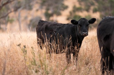 Çiftlikte siyah wagyu sığır eti. Avustralya 'daki güzel sığırlar ot yer, çayırlarda otlarlar. Tarımsal bir çiftlikte yetiştirilen sığır sürüsü. Sürdürülebilir tarım