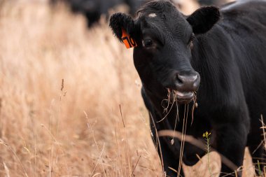 Çiftlikte siyah wagyu sığır eti. Avustralya 'daki güzel sığırlar ot yer, çayırlarda otlarlar. Tarımsal bir çiftlikte yetiştirilen sığır sürüsü. Sürdürülebilir tarım
