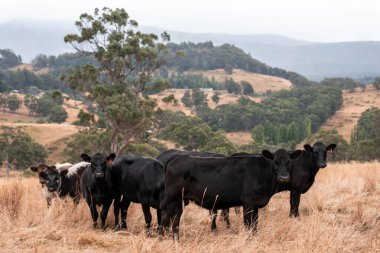 Çiftlikte siyah wagyu sığır eti. Avustralya 'daki güzel sığırlar ot yer, çayırlarda otlarlar. Tarımsal bir çiftlikte yetiştirilen sığır sürüsü. Sürdürülebilir tarım