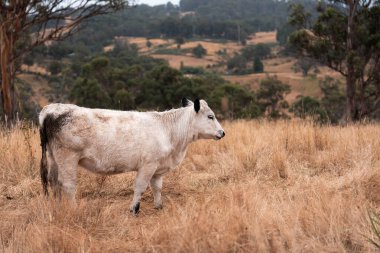 Çiftlikte siyah wagyu sığır eti. Avustralya 'daki güzel sığırlar ot yer, çayırlarda otlarlar. Tarımsal bir çiftlikte yetiştirilen sığır sürüsü. Sürdürülebilir tarım