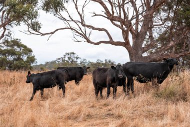 Çiftlikte siyah wagyu sığır eti. Avustralya 'daki güzel sığırlar ot yer, çayırlarda otlarlar. Tarımsal bir çiftlikte yetiştirilen sığır sürüsü. Sürdürülebilir tarım