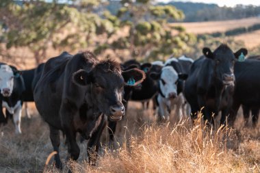 Çiftlikte siyah wagyu sığır eti. Avustralya 'daki güzel sığırlar ot yer, çayırlarda otlarlar. Tarımsal bir çiftlikte yetiştirilen sığır sürüsü. Sürdürülebilir tarım