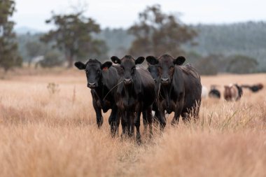 Avustralya 'da yaz mevsiminde bir tarlada şişman siyah ineklerin portresi