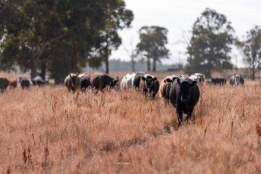 Avustralya 'da yaz mevsiminde bir tarlada şişman siyah ineklerin portresi