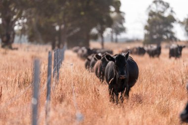 Avustralya 'daki güzel sığırlar ot yer, otlakta otlarlar. Tarımsal bir çiftlikte yetiştirilen sığır sürüsü. Yazın sürdürülebilir tarım