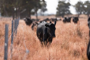 Avustralya 'da yaz mevsiminde bir tarlada şişman siyah ineklerin portresi