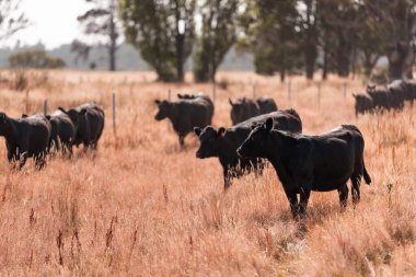 Avustralya 'daki güzel sığırlar ot yer, otlakta otlarlar. Tarımsal bir çiftlikte yetiştirilen sığır sürüsü. Yazın sürdürülebilir tarım