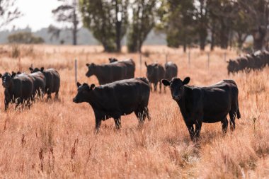 Yazın bir tarlada şişman inek sürüsü
