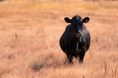 Avustralya 'daki güzel sığırlar ot yer, otlakta otlarlar. Tarımsal bir çiftlikte yetiştirilen sığır sürüsü. Yazın sürdürülebilir tarım