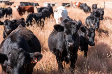 Avustralya 'da yaz mevsiminde bir tarlada şişman siyah ineklerin portresi