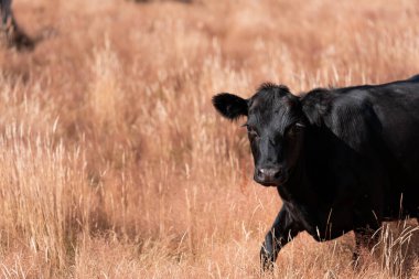 Avustralya 'da yaz mevsiminde bir tarlada şişman siyah ineklerin portresi