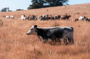 Yazın bir tarlada şişman inek sürüsü