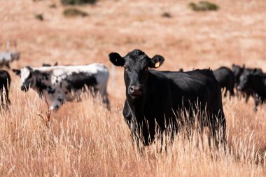 Avustralya 'da yaz mevsiminde bir tarlada şişman siyah ineklerin portresi