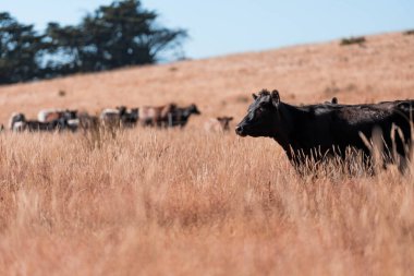 Avustralya 'da yaz mevsiminde bir tarlada şişman siyah ineklerin portresi