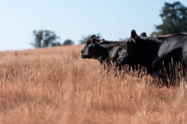 Avustralya 'daki güzel sığırlar ot yer, otlakta otlarlar. Tarımsal bir çiftlikte yetiştirilen sığır sürüsü. Yazın sürdürülebilir tarım