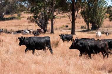 Avustralya 'daki güzel sığırlar ot yer, otlakta otlarlar. Tarımsal bir çiftlikte yetiştirilen sığır sürüsü. Yazın sürdürülebilir tarım