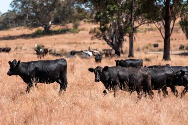 Avustralya 'da yaz mevsiminde bir tarlada şişman siyah ineklerin portresi
