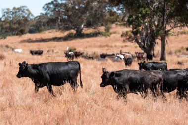 Yazın bir tarlada şişman inek sürüsü