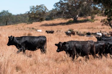 Avustralya 'da yaz mevsiminde bir tarlada şişman siyah ineklerin portresi