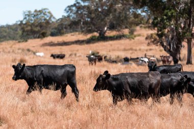 Avustralya 'daki güzel sığırlar ot yer, otlakta otlarlar. Tarımsal bir çiftlikte yetiştirilen sığır sürüsü. Yazın sürdürülebilir tarım
