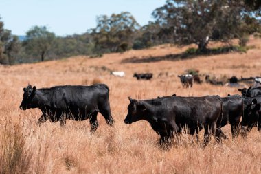 Yazın bir tarlada şişman inek sürüsü
