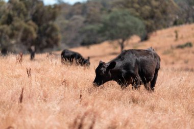 Avustralya 'daki güzel sığırlar ot yer, otlakta otlarlar. Tarımsal bir çiftlikte yetiştirilen sığır sürüsü. Yazın sürdürülebilir tarım