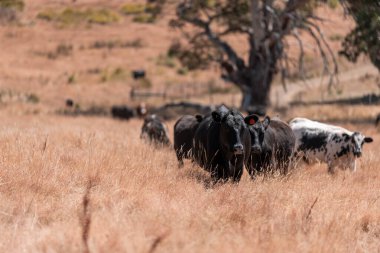 Avustralya 'daki güzel sığırlar ot yer, otlakta otlarlar. Tarımsal bir çiftlikte yetiştirilen sığır sürüsü. Yazın sürdürülebilir tarım