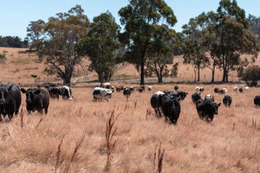 Avustralya 'da yaz mevsiminde bir tarlada şişman siyah ineklerin portresi