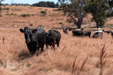 Yazın bir tarlada şişman inek sürüsü