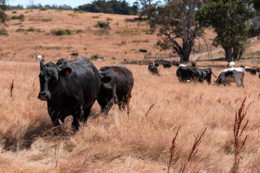 Avustralya 'daki güzel sığırlar ot yer, otlakta otlarlar. Tarımsal bir çiftlikte yetiştirilen sığır sürüsü. Yazın sürdürülebilir tarım