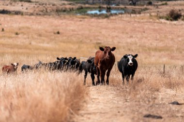 Yazın bir tarlada şişman inek sürüsü