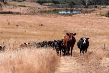 Avustralya 'daki güzel sığırlar ot yer, otlakta otlarlar. Tarımsal bir çiftlikte yetiştirilen sığır sürüsü. Yazın sürdürülebilir tarım