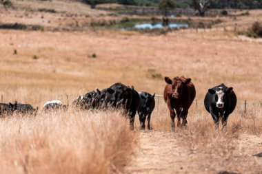 Avustralya 'da yaz mevsiminde bir tarlada şişman siyah ineklerin portresi