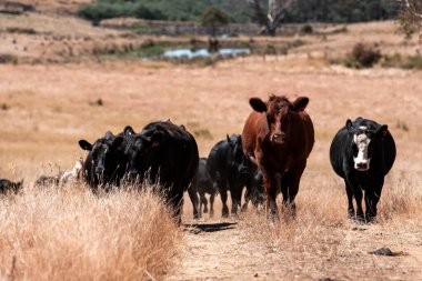 Avustralya 'da yaz mevsiminde bir tarlada şişman siyah ineklerin portresi